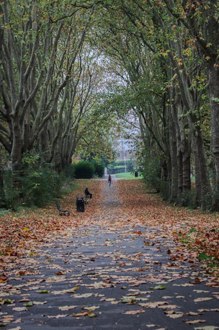A paved pathway surrounded by tall deciduous trees creating a natural arch overhead, with leaves scattered across the ground in shades of brown and orange. In the distance, a person is walking along t